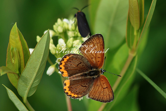 Bronze Copper Butterfly 4 - June 16, 2017 Madison Wetland Management District South Dakota