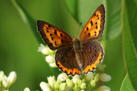 Bronze Copper Butterfly 2 - June 16, 2017 Madison Wetland Management District South Dakota
