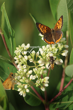 Bronze Copper Butterfly 6 - June 16, 2017 Madison Wetland Management District South Dakota
