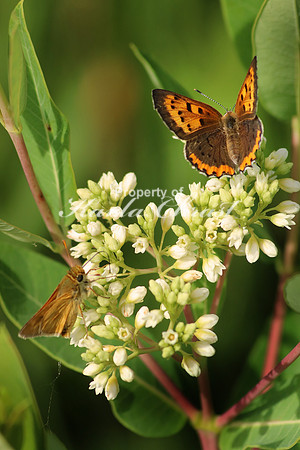 Bronze Copper Butterfly 5 - June 16, 2017 Madison Wetland Management District South Dakota