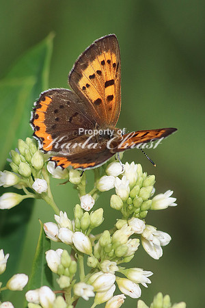 Bronze Copper Butterfly 3 - June 16, 2017 Madison Wetland Management District South Dakota