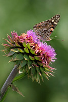 American Lady 4 - June 16, 2017 Madison Wetland Management District South Dakota