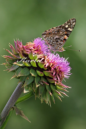 American Lady 4 - June 16, 2017 Madison Wetland Management District South Dakota