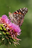 American Lady 3 - June 16, 2017 Madison Wetland Management District South Dakota
