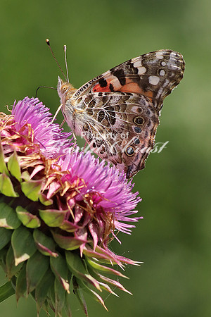 American Lady 3 - June 16, 2017 Madison Wetland Management District South Dakota