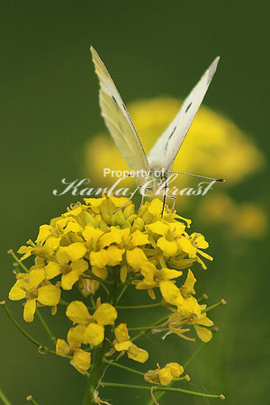 Cabbage White Butterfly 6 - June 16, 2017 Madison Wetland Management District South Dakota