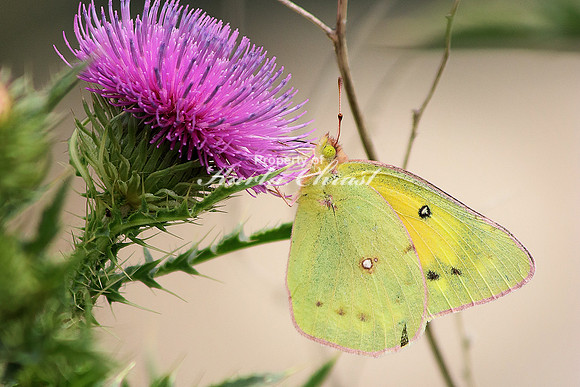 Clouded Sulphur 4 - June 16, 2017 Madison Wetland Management District South Dakota