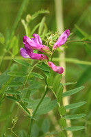 American Vetch 2 - May 29, 2017 Glacial Lakes State Trail Minnesota