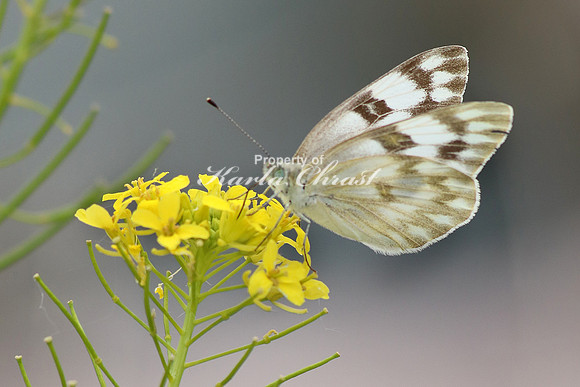 Checkered White 1 - June 16, 2017 Madison Wetland Management District South Dakota
