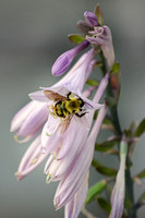 Bumble Bee 12 - August 5, 2017 Sakatah Singing Hills State Trail Minnesota