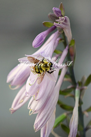 Bumble Bee 12 - August 5, 2017 Sakatah Singing Hills State Trail Minnesota