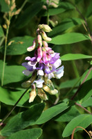 American Vetch 3 - July 2, 2017 Lake Bronson State Park Minnesota