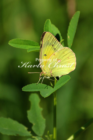 Clouded Sulphur 5 - July 16, 2017 Sakatah Singing Hills State Trail Minnesota