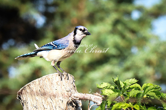 Blue Jay 7 - June 14, 2023 Oakwood Lakes State Park South Dakota