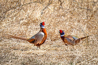 Ring-necked Pheasant, Male 7 - April 11, 2025 - Sioux Poinsett Game Production Area