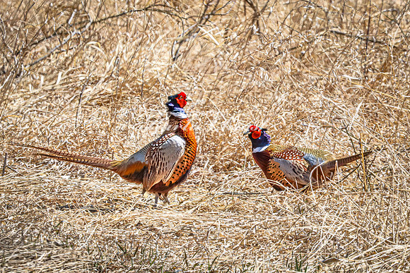 Ring-necked Pheasant, Male 7 - April 11, 2025 - Sioux Poinsett Game Production Area