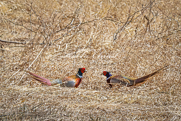 Ring-necked Pheasant, Male 30 - April 11, 2025 - Sioux Poinsett Game Production Area