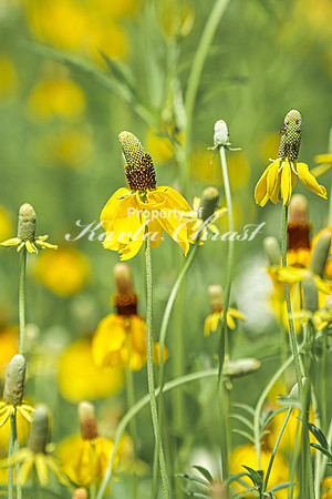 Prairie Coneflower 5 - July 02, 2024 Rural Minnesota