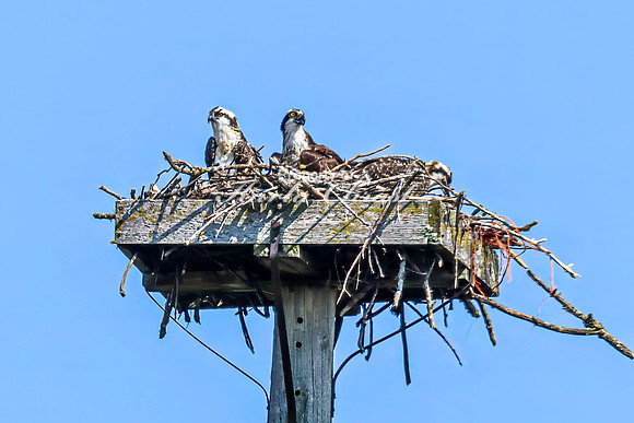 Osprey 5 - July 30, 2024 North Country National Scenic Trail