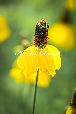Prairie Coneflower 6 - July 02, 2024 Rural Minnesota