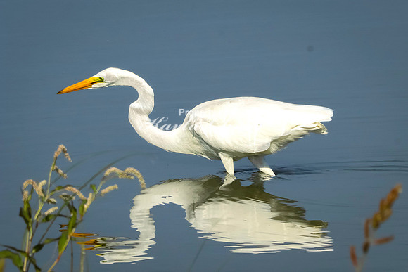 Great Egret 5 - September 1, 2023 Oakwood Lakes State Park South Dakota
