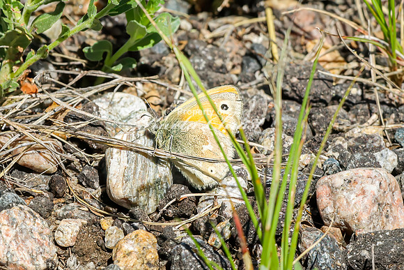 Common Ringlet 1 - June 05, 2024 - Fetterman Massacre Monument Wyoming