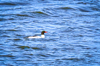 Common Merganser 1 - March 10, 2025 DeSoto National Wildlife Refuge