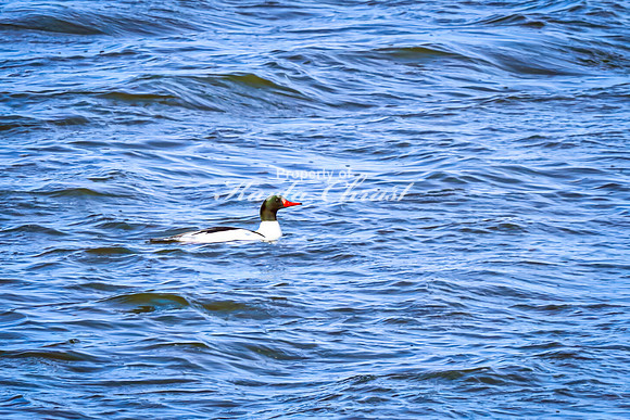 Common Merganser 1 - March 10, 2025 DeSoto National Wildlife Refuge