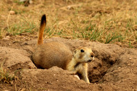 Black-tailed Prairie Dog 17 - September 4, 2017 Wind Cave National Park South Dakota