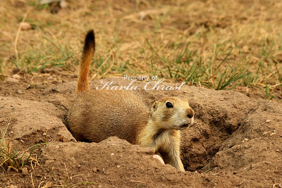 Black-tailed Prairie Dog 17 - September 4, 2017 Wind Cave National Park South Dakota