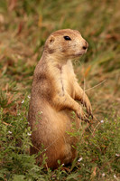 Black-tailed Prairie Dog 14 - September 4, 2017 Wind Cave National Park South Dakota