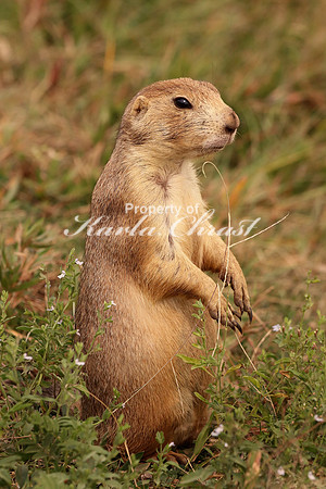 Black-tailed Prairie Dog 14 - September 4, 2017 Wind Cave National Park South Dakota