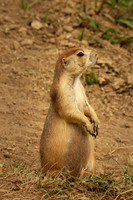 Black-tailed Prairie Dog 15 - September 4, 2017 Wind Cave National Park South Dakota