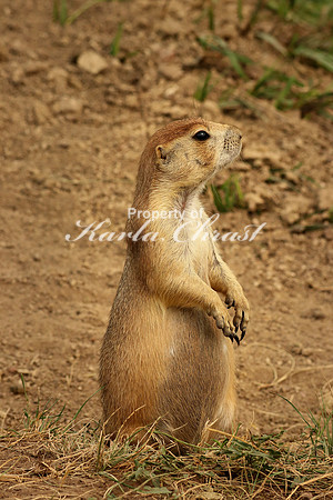 Black-tailed Prairie Dog 15 - September 4, 2017 Wind Cave National Park South Dakota