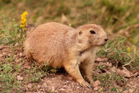 Black-tailed Prairie Dog 16 - September 4, 2017 Wind Cave National Park South Dakota