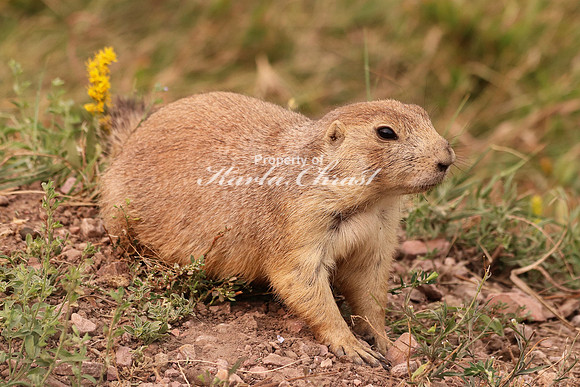 Black-tailed Prairie Dog 16 - September 4, 2017 Wind Cave National Park South Dakota