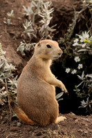 Black-tailed Prairie Dog 18 - September 4, 2017 Wind Cave National Park South Dakota