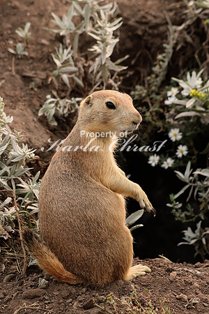 Black-tailed Prairie Dog 18 - September 4, 2017 Wind Cave National Park South Dakota
