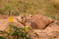 Black-tailed Prairie Dog 19 - September 4, 2017 Wind Cave National Park South Dakota