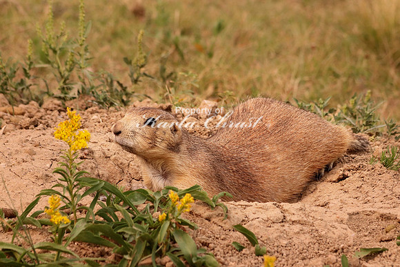 Black-tailed Prairie Dog 19 - September 4, 2017 Wind Cave National Park South Dakota