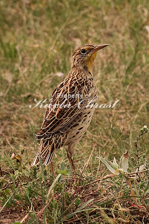 Western Meadowlark 1 - September 4, 2017 Wind Cave National Park South Dakota