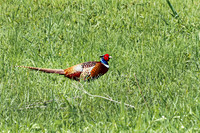 Ring-necked Pheasant, Male 3 - May 10, 2024 - Union Slough National Wildlife Refuge