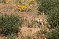 Black-tailed Prairie Dog 20 - September 2, 2017 Devils Tower National Monument Wyoming