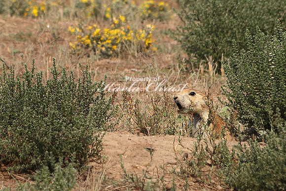 Black-tailed Prairie Dog 20 - September 2, 2017 Devils Tower National Monument Wyoming