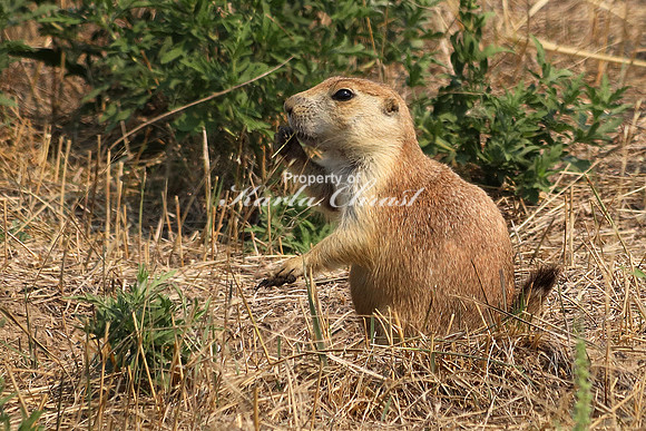Black-tailed Prairie Dog 22 - September 2, 2017 Devils Tower National Monument Wyoming