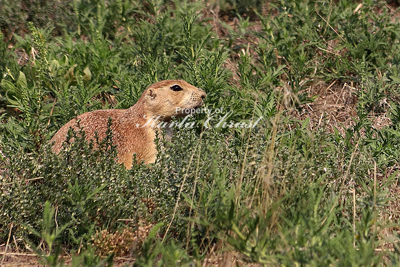 Black-tailed Prairie Dog 21 - September 2, 2017 Devils Tower National Monument Wyoming