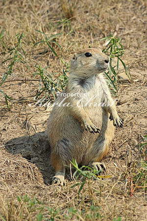 Black-tailed Prairie Dog 25 - September 2, 2017 Devils Tower National Monument Wyoming