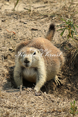 Black-tailed Prairie Dog 26 - September 2, 2017 Devils Tower National Monument Wyoming