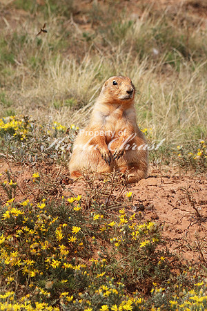 Black-tailed Prairie Dog 24 - September 2, 2017 Devils Tower National Monument Wyoming