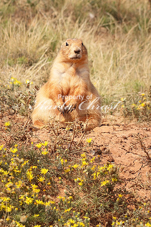 Black-tailed Prairie Dog 23 - September 2, 2017 Devils Tower National Monument Wyoming